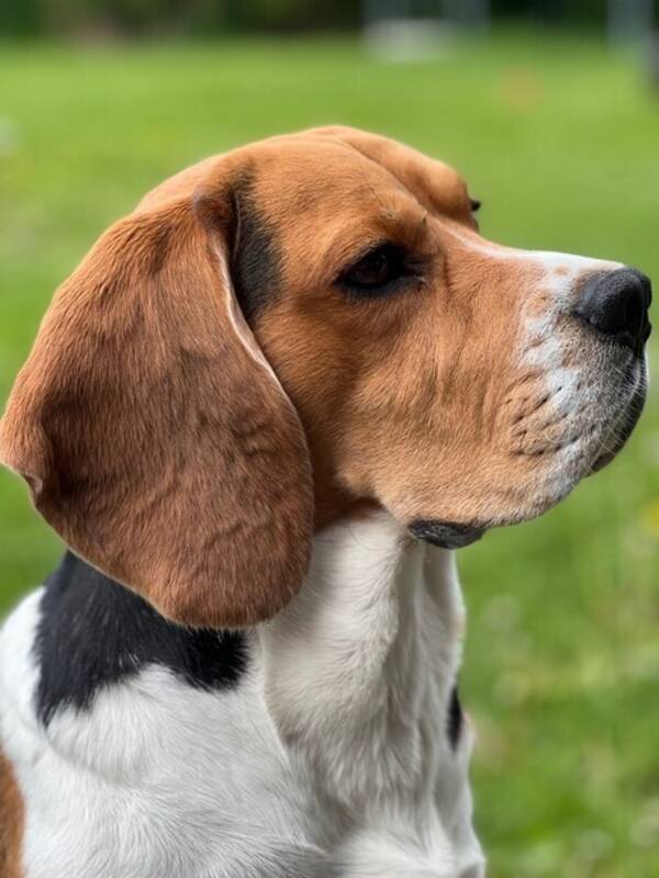 Hund - Beagle 