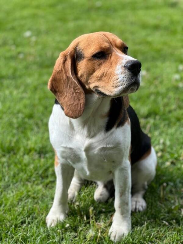 Hund - Beagle 