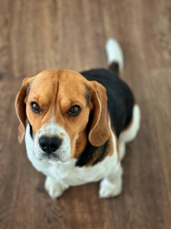 Hund - Beagle 