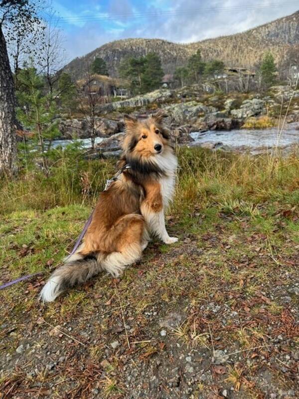 Hund - Shetland sheepdog