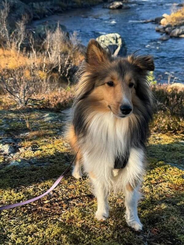 Hund - Shetland sheepdog Hund - Shetland sheepdog