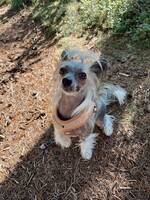 Kinesisk Nakenhund / Chinese Crested Kinesisk Nakenhund / Chinese Crested
