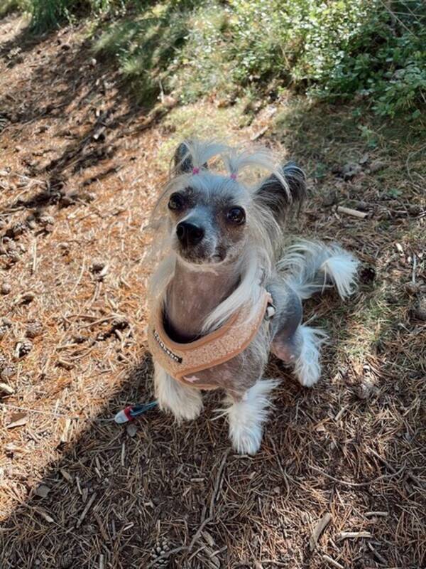 Hund - Kinesisk Nakenhund / Chinese Crested