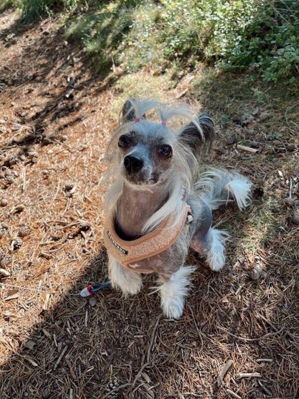 Hund - Kinesisk Nakenhund / Chinese Crested Hund - Kinesisk Nakenhund / Chinese Crested