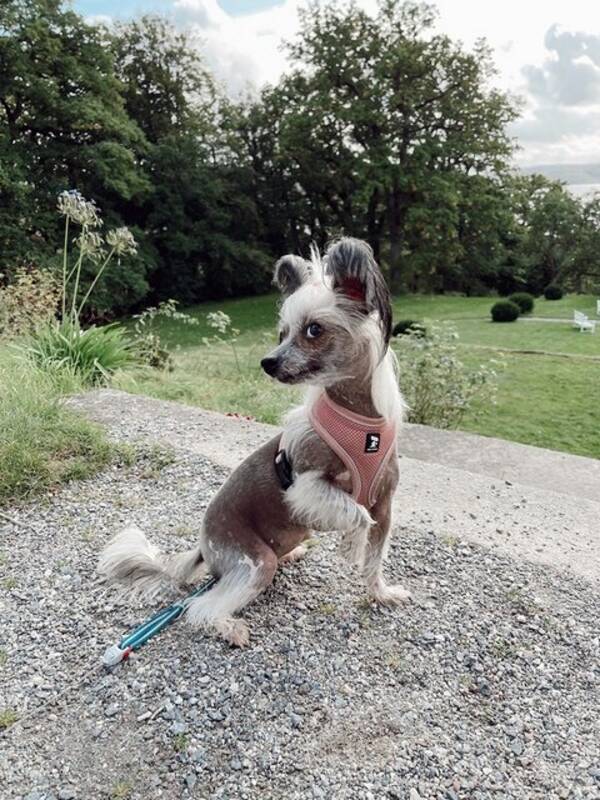 Hund - Kinesisk Nakenhund / Chinese Crested