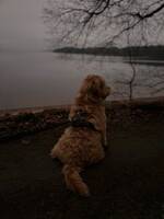 Labradoodle, 45 cm mankhöjd Labradoodle, 45 cm mankhöjd