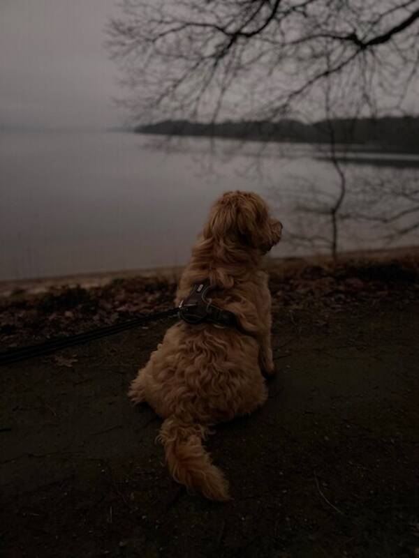 Hund - Labradoodle, 45 cm mankhjd