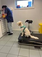 Australsk cobberdog. Zelda Australsk cobberdog. Zelda