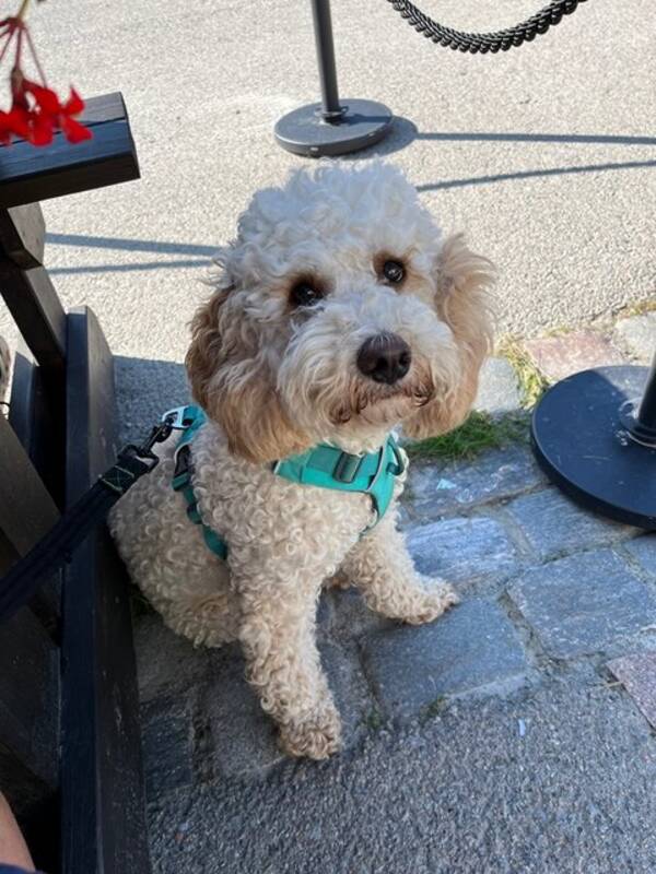 Hund - Australsk cobberdog. Zelda Hund - Australsk cobberdog. Zelda