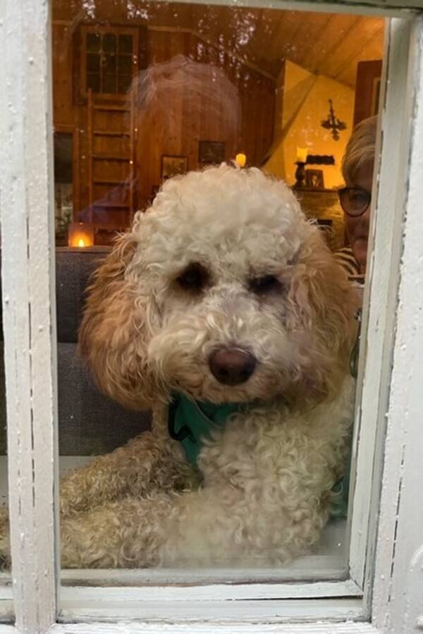 Hund - Australsk cobberdog. Zelda Hund - Australsk cobberdog. Zelda