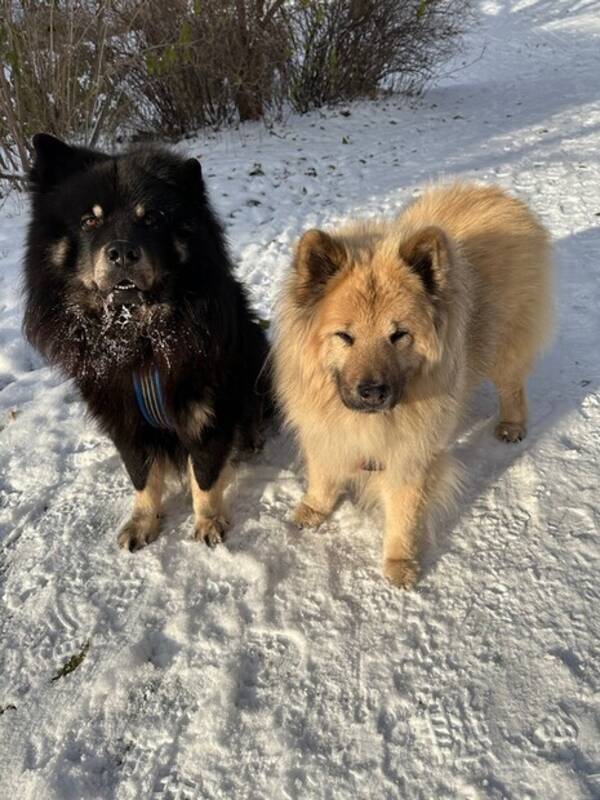 Hund - Eurasier 