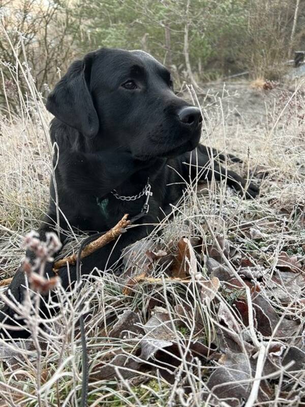 Hund - Labradoren Loke