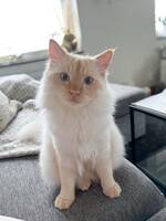 Katten Ice Katten Ice