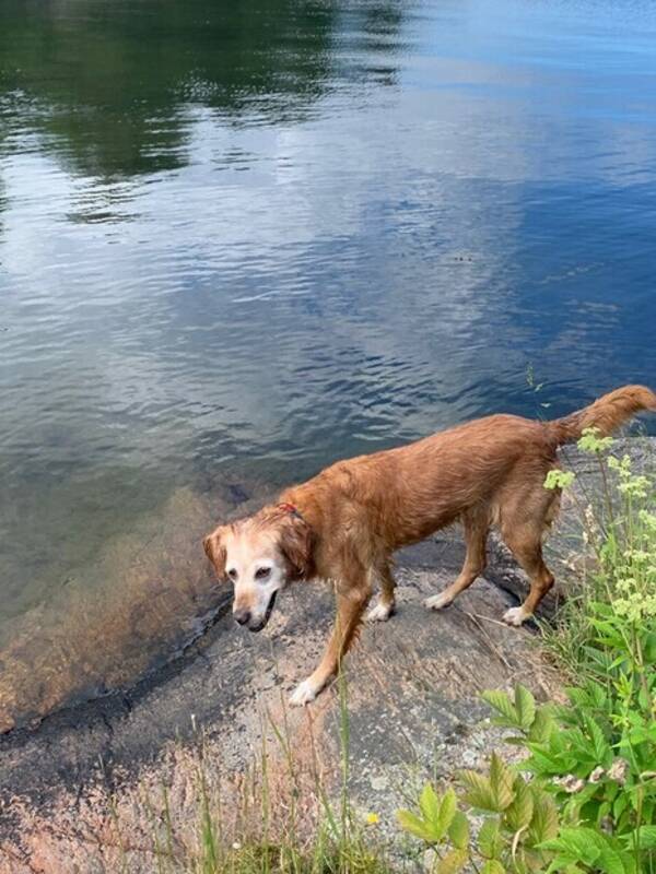 Hund - 13  rig Golden Retreiver