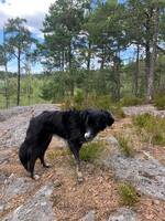 5 årig bland-ras 5 årig bland-ras