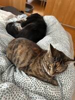 Gosig bengal x mainecoon Gosig bengal x mainecoon