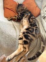 Busig Bengal Busig Bengal