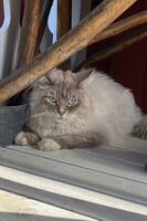 Katten Casper Katten Casper