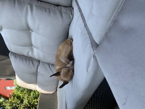 Hund