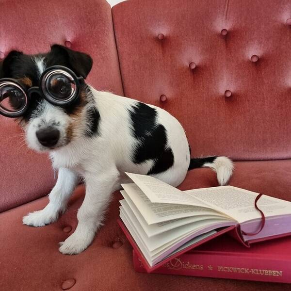 Hund - Maximillian Von Slurpenfis  Hund - Maximillian Von Slurpenfis