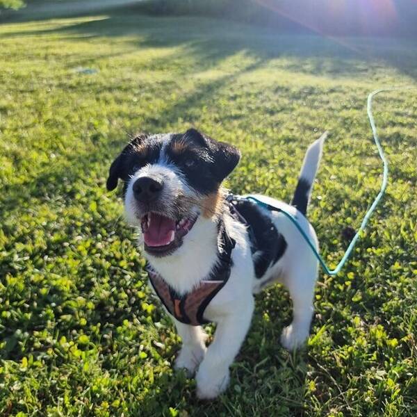 Hund - Maximillian Von Slurpenfis  Hund - Maximillian Von Slurpenfis