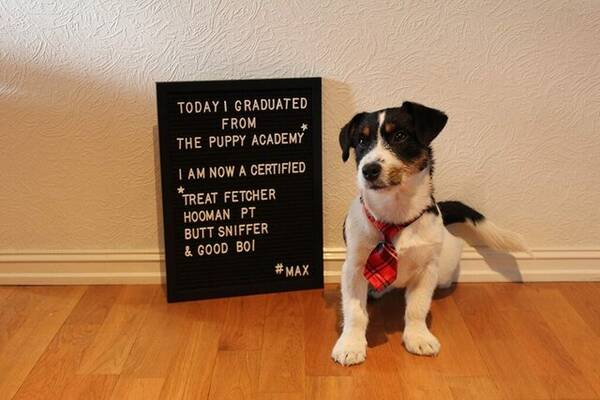 Hund - Maximillian Von Slurpenfis  Hund - Maximillian Von Slurpenfis