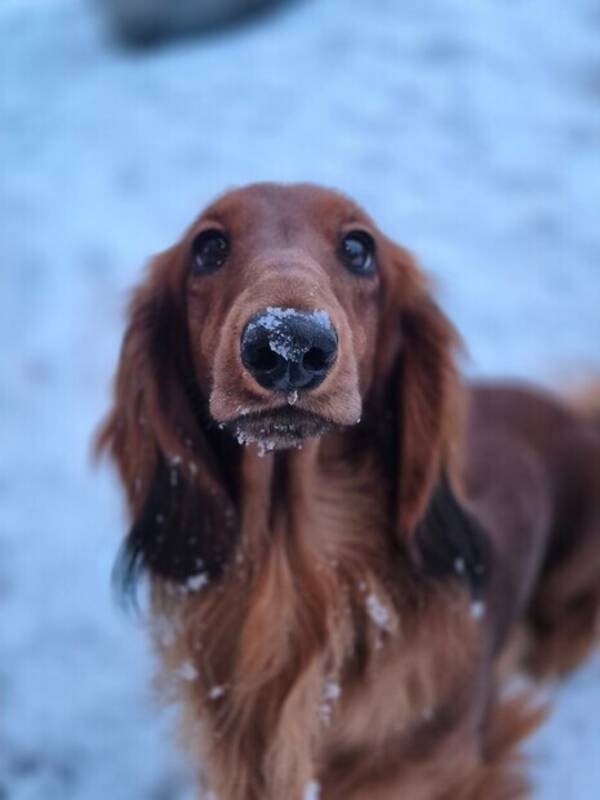 Hund - Dachshund 