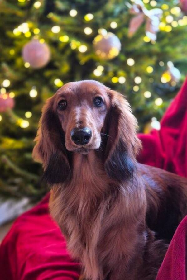 Hund - Dachshund  Hund - Dachshund