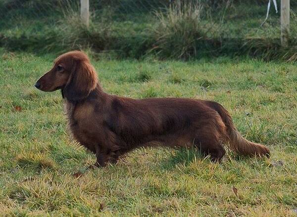 Hund - Dachshund  Hund - Dachshund