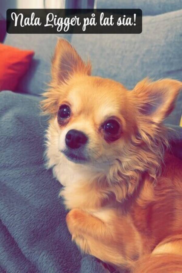 Hund - Chihuahua  Hund - Chihuahua