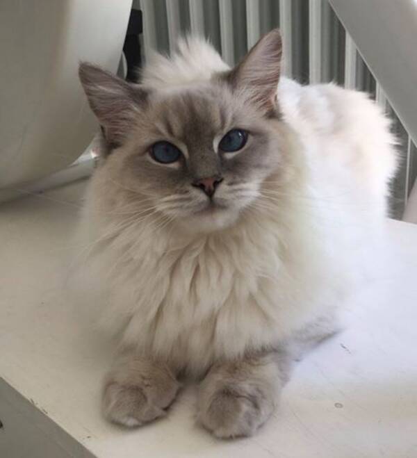Katt Katt