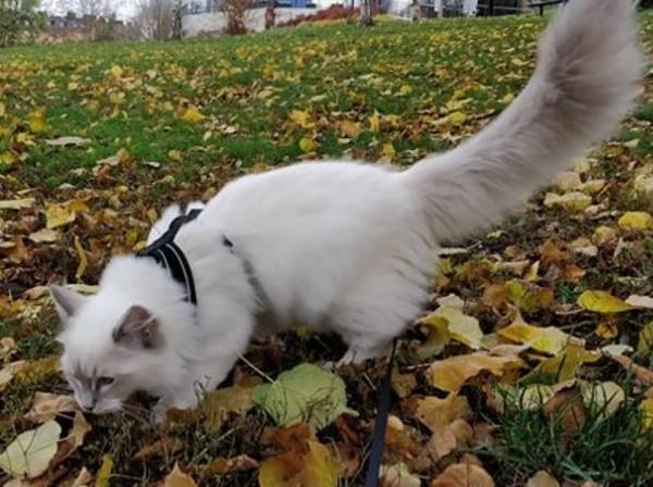 Katt Katt