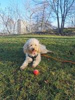 Selma är en Cavappoo född mars 2024. Selma är en Cavappoo född mars 2024.