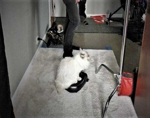 Katt Katt