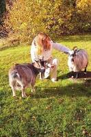 Afrikanska dvärg getter Afrikanska dvärg getter