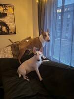 Bullterrier Svante, Lera Bullterrier Svante, Lera