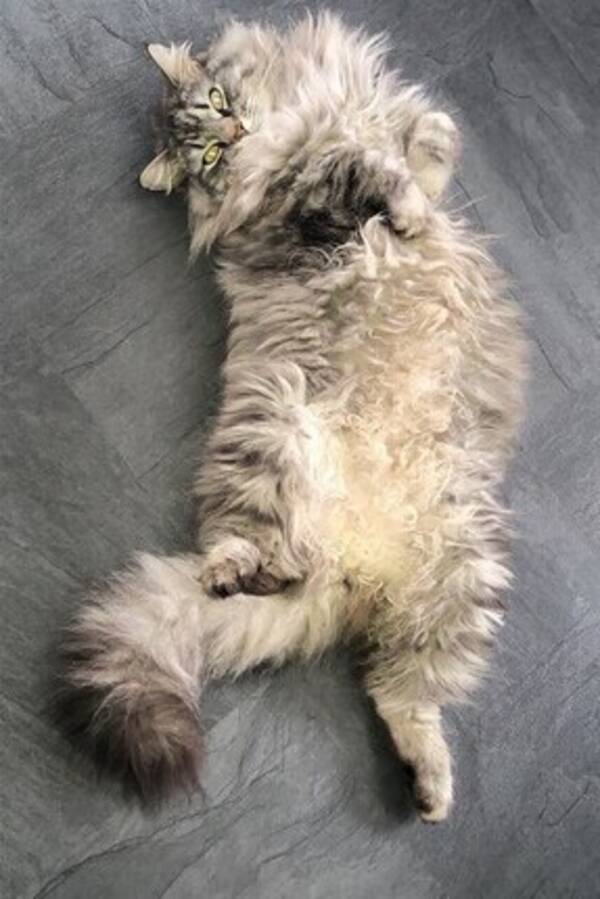 Katt - Simpson  Katt - Simpson
