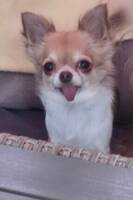 (Dvärg) Chihuahua Tuva (Dvärg) Chihuahua Tuva