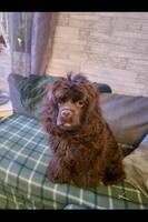 Edda Amerikansk Cockerspaniel Edda Amerikansk Cockerspaniel