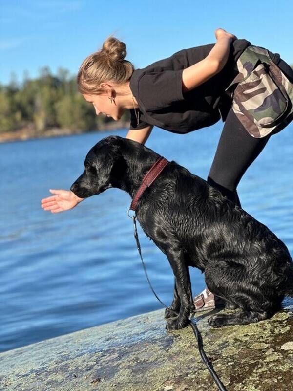 Hund - Jaktlabrador Ragnar