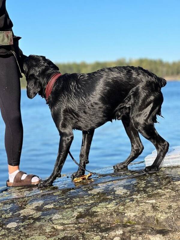 Hund - Jaktlabrador Ragnar