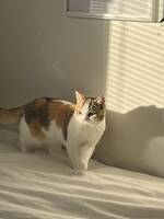 Kissen Mino Kissen Mino