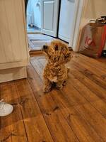 Havapoo Otis Havapoo Otis