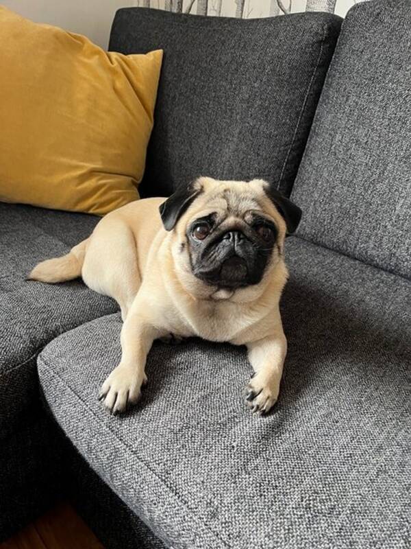 Hund - Mili the Pug :)