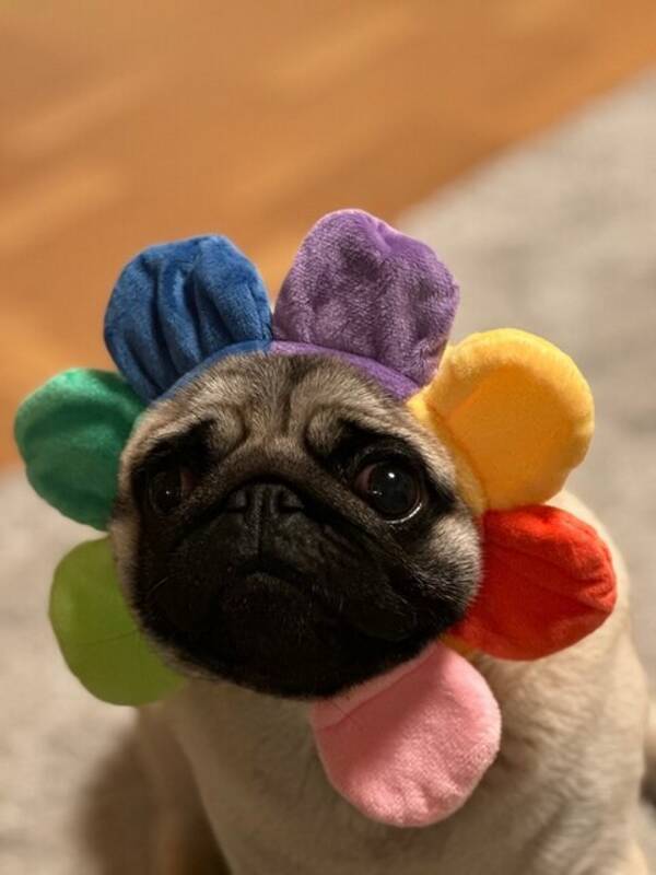 Hund - Mili the Pug :)
