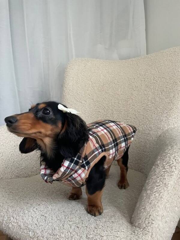 Hund - Dvärgtaxen Rut