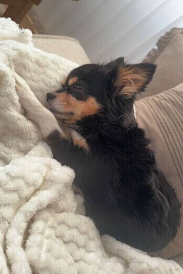 Hund - Chihuahua langhåret Hund - Chihuahua langhåret