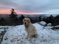 Golden retriever Baloo