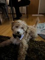 Bruce är en Pudel, Powderpuff blandning Bruce är en Pudel, Powderpuff blandning