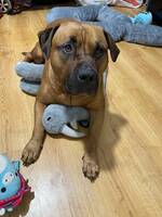 American bully?s Skye American bully?s Skye